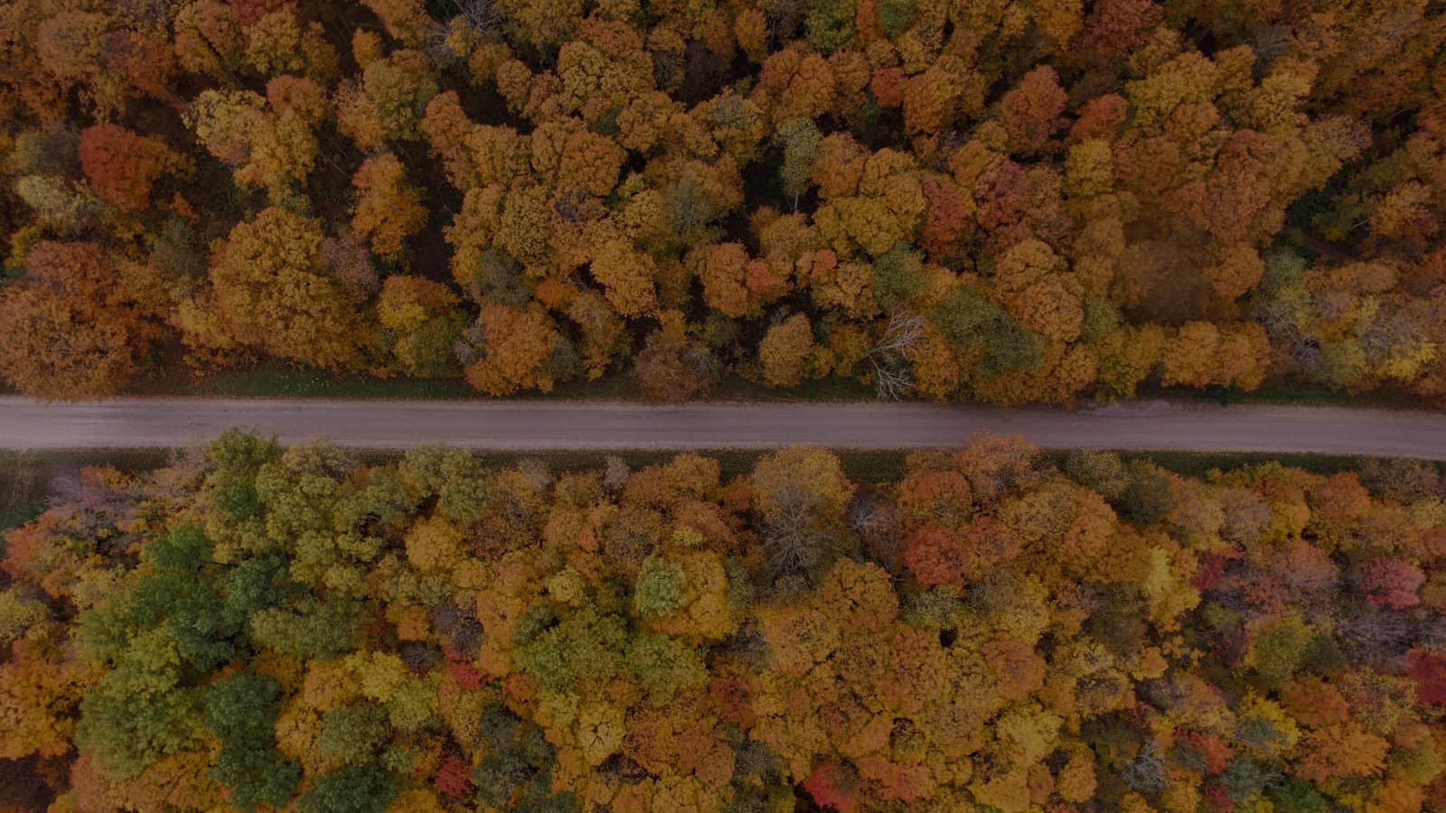 An aeriel shot of a road in the middle of Autumn trees