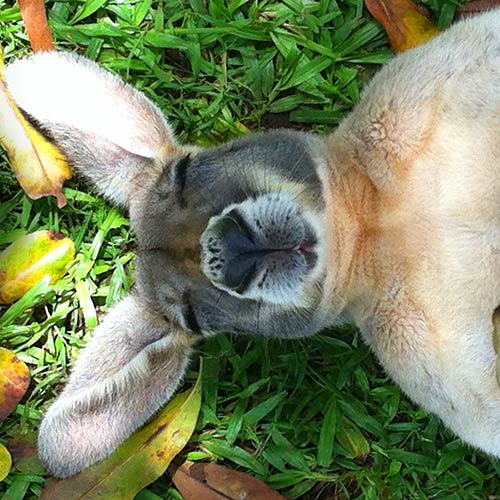 Wallaby sleeping in the grass